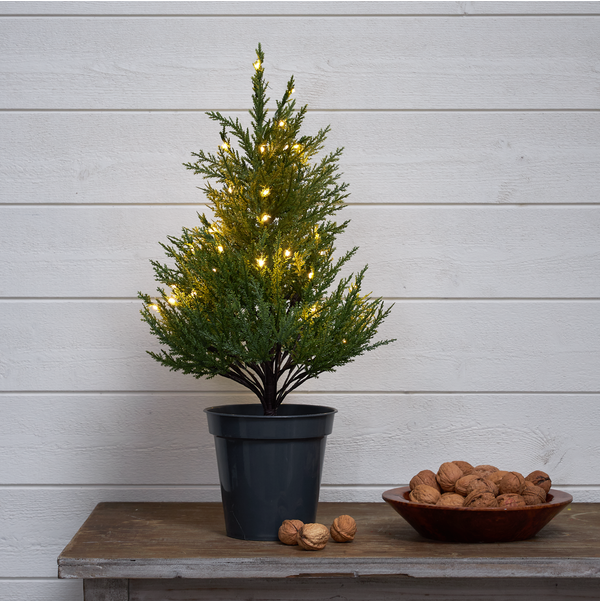 Decorative Tree Thuja