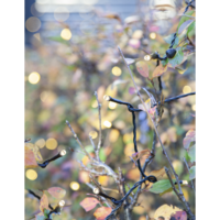 495-17_MB_013.png