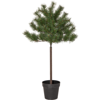 Christmas Tree Tallis