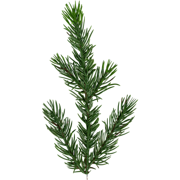 Christmas Tree Malung