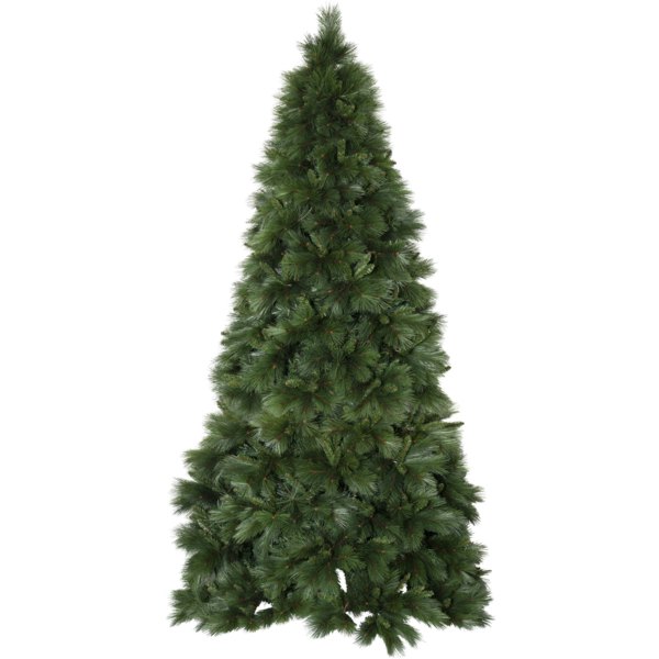Christmas Tree Cembra